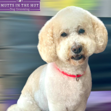 Mutts In The Hut
